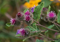 Arctium minus